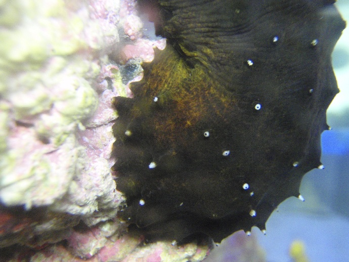 Holothuria forskali