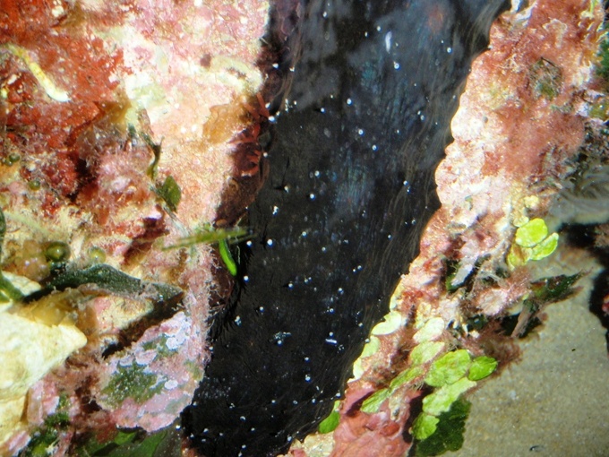 Holothuria forskali