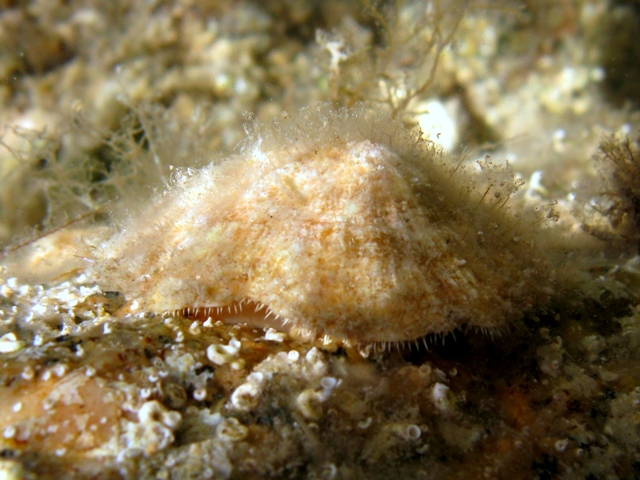 Patella caerulea
