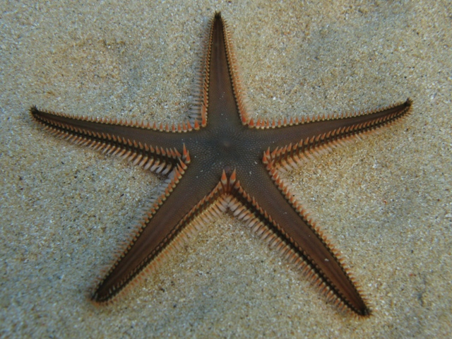 Astropecten bispinosus (Otto, 1823)