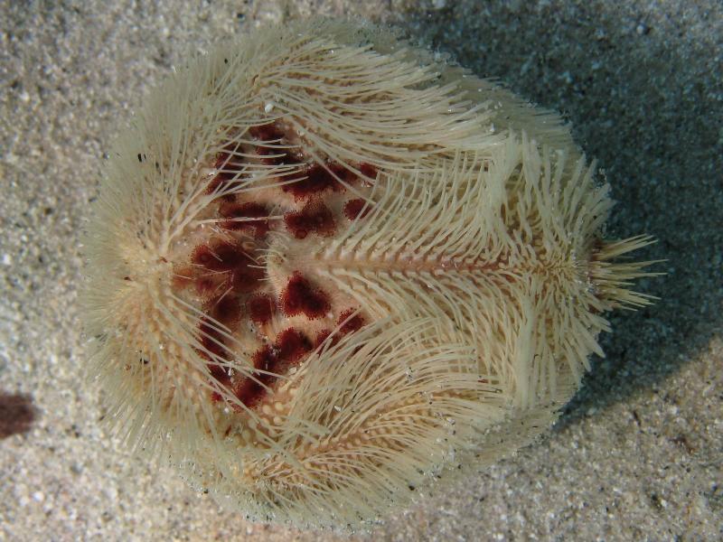 Echinocardium fenauxi?