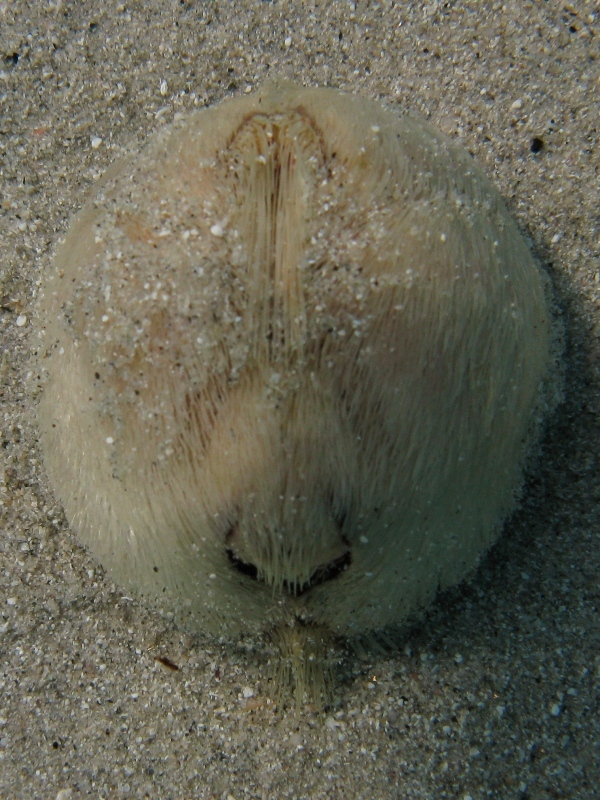 Echinocardium fenauxi?