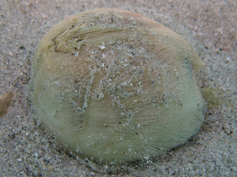 Echinocardium fenauxi?