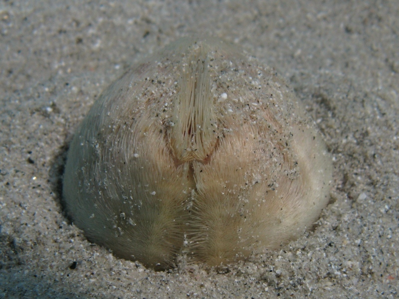 Echinocardium fenauxi?