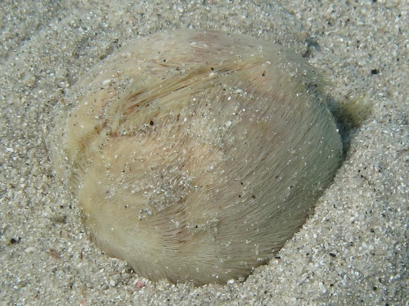 Echinocardium fenauxi?