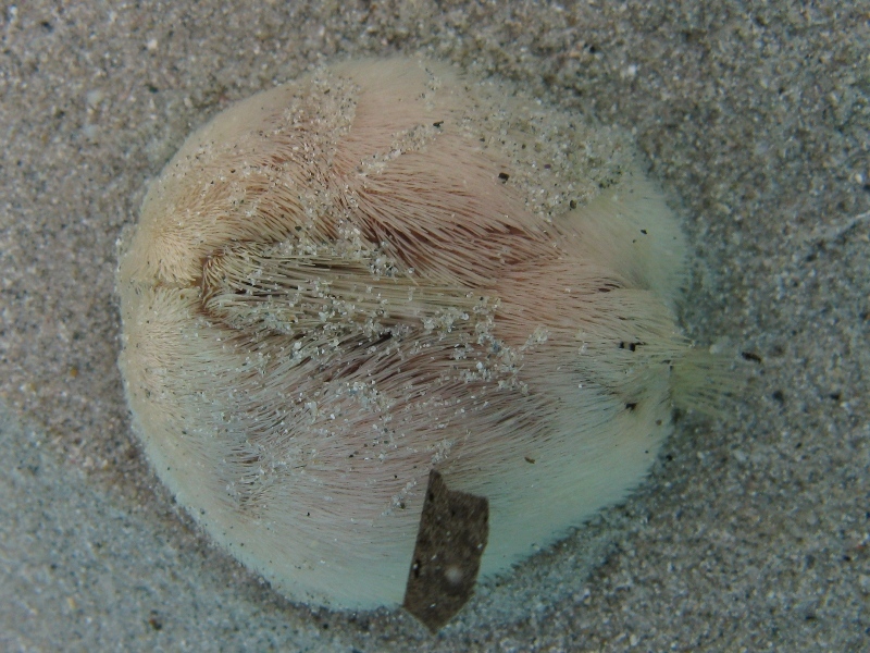Echinocardium fenauxi?