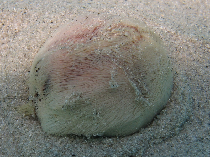 Echinocardium fenauxi?