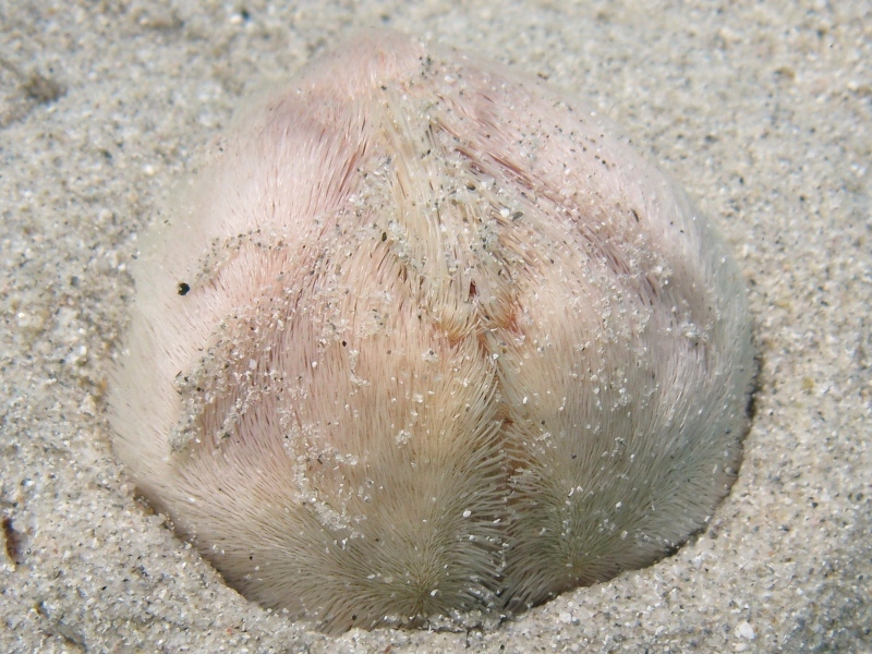 Echinocardium fenauxi?