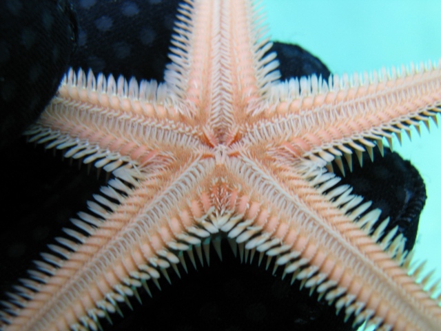 Astropecten bispinosus (Otto, 1823)