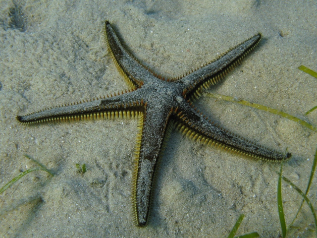 Astropecten bispinosus (Otto, 1823)