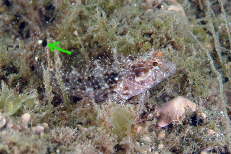 Parablennius incognitus, P. zvonimiri, P. pilicornis