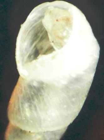Odostomia ?