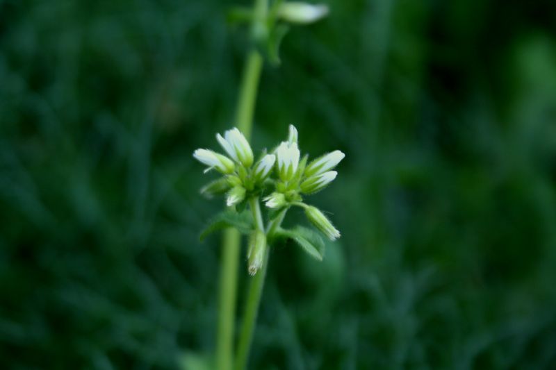 Cerastium glomeratum