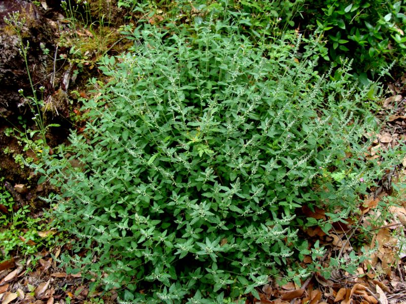 Teucrium massiliense  /  Camedrio marsigliese
