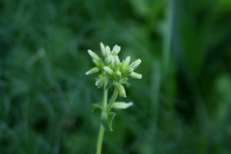 Cerastium glomeratum