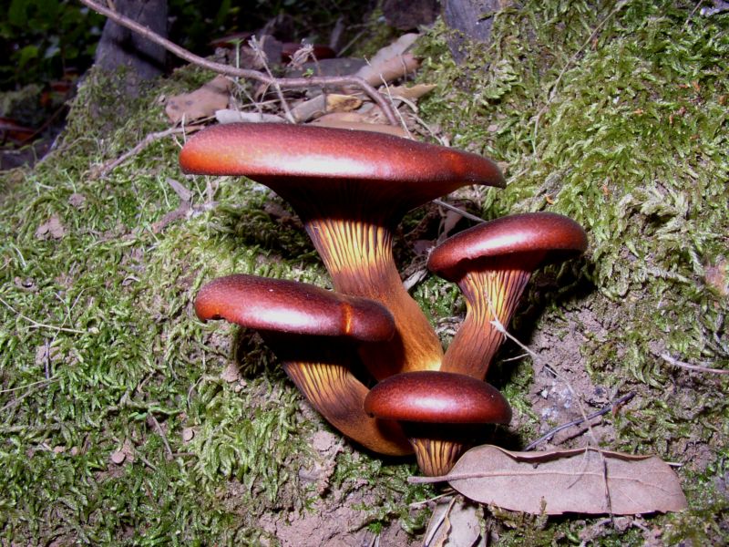 Funghi da fiaba......