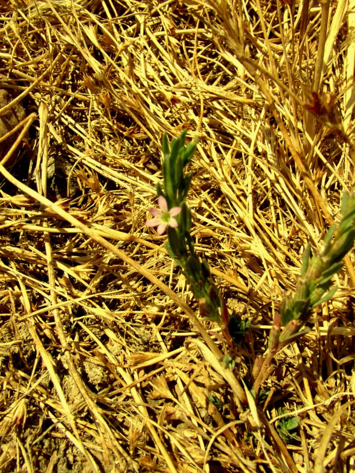 Poligonum romanum....?