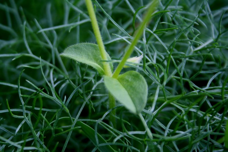 Cerastium glomeratum