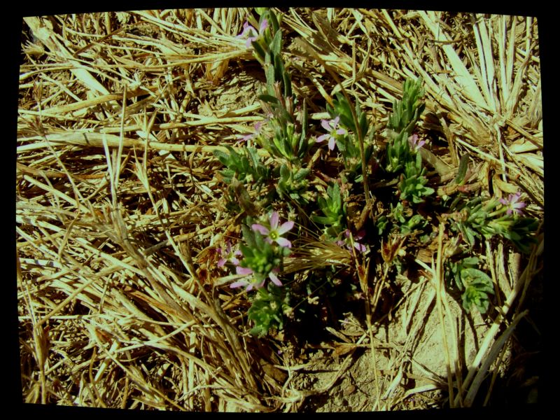 Poligonum romanum....?