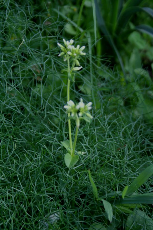 Cerastium glomeratum