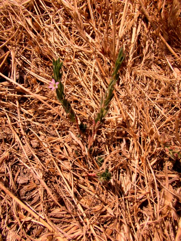 Poligonum romanum....?