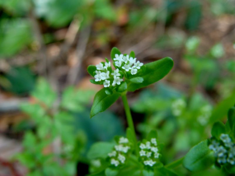 piccola pianta erbacea.- Valerianella sp.