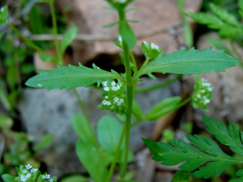 piccola pianta erbacea.- Valerianella sp.