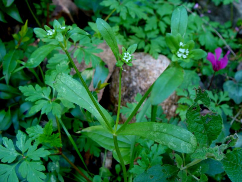 piccola pianta erbacea.- Valerianella sp.