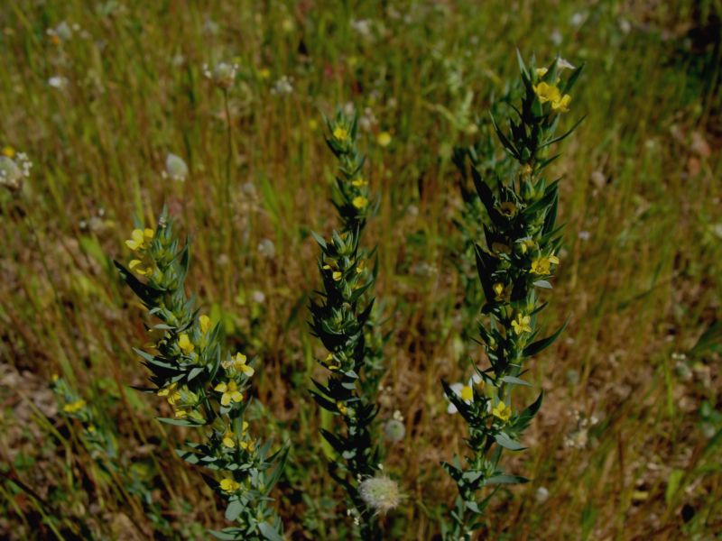 Linum strictum