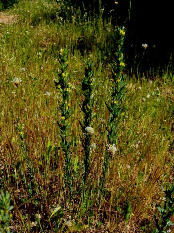 Linum strictum