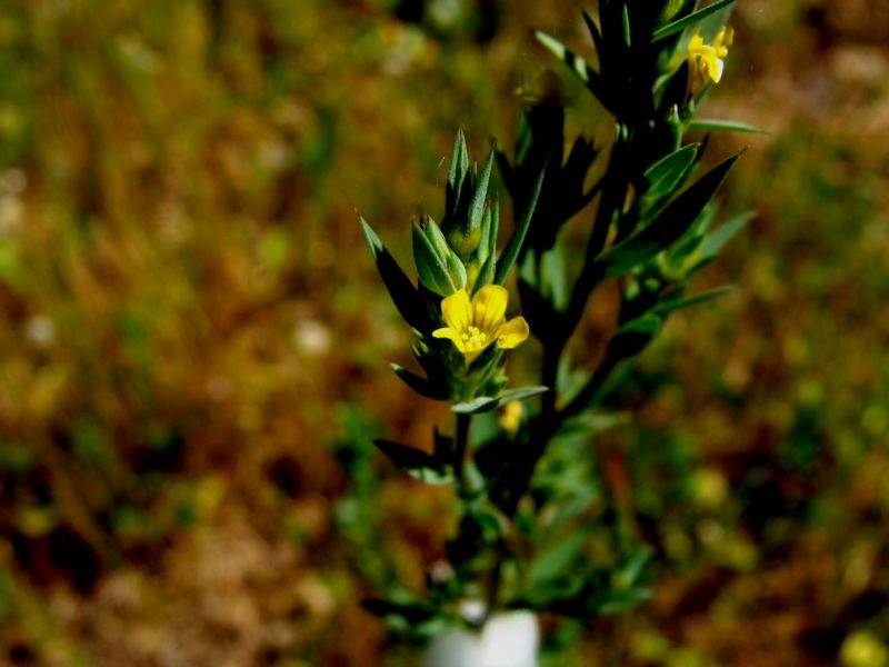 Linum strictum