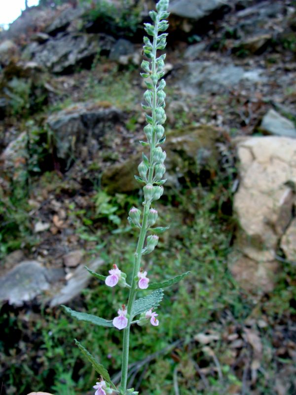 Teucrium massiliense  /  Camedrio marsigliese