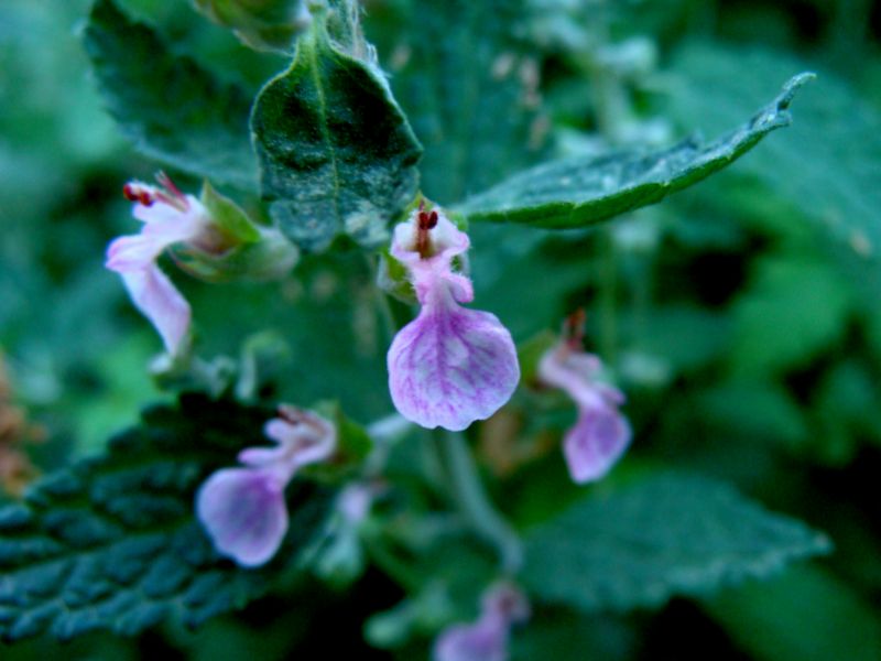 Teucrium massiliense  /  Camedrio marsigliese