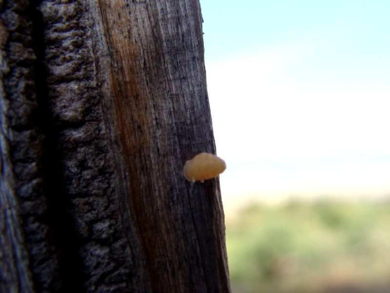 Oggetti sconosciuti attaccati ad un legno