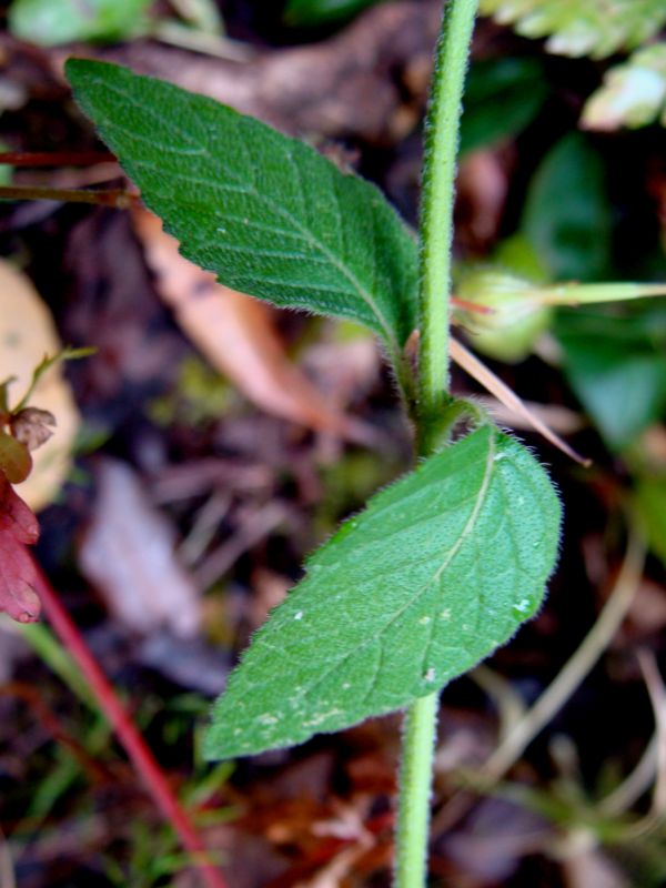 Clinopodium vulgare