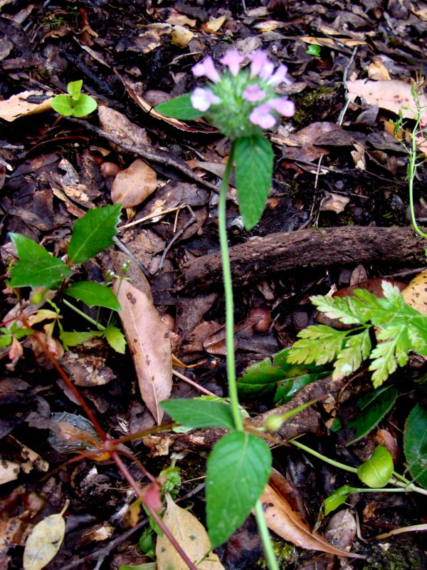 Clinopodium vulgare