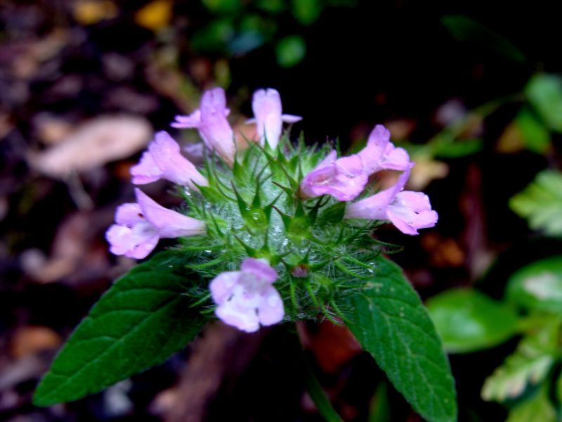 Clinopodium vulgare