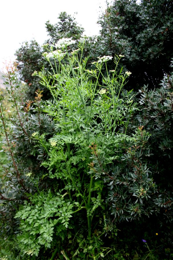 Oenanthe crocata / Finocchio d''acqua