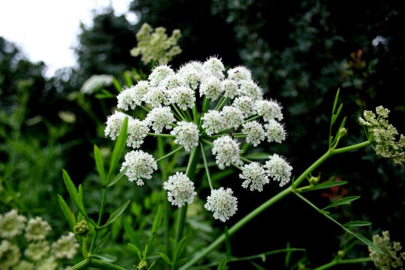 Oenanthe crocata / Finocchio d''acqua