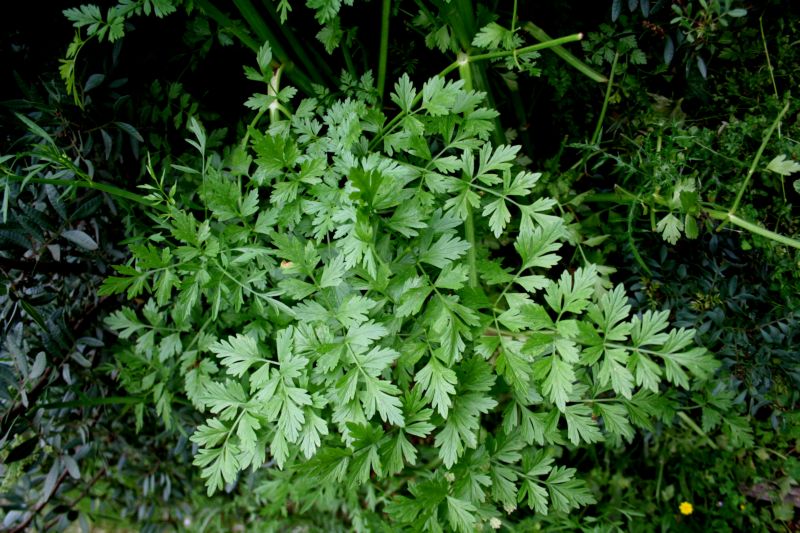 Oenanthe crocata / Finocchio d''acqua