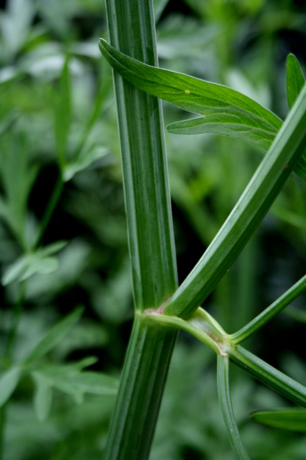 Oenanthe crocata / Finocchio d''acqua