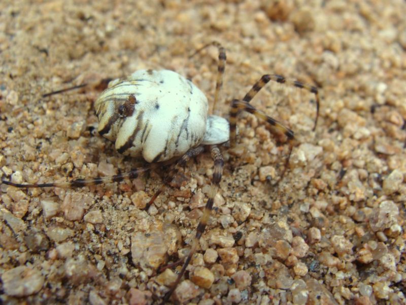 Argiope lobata