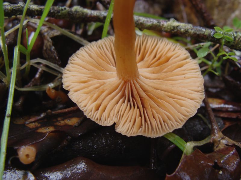 piccoli funghi......