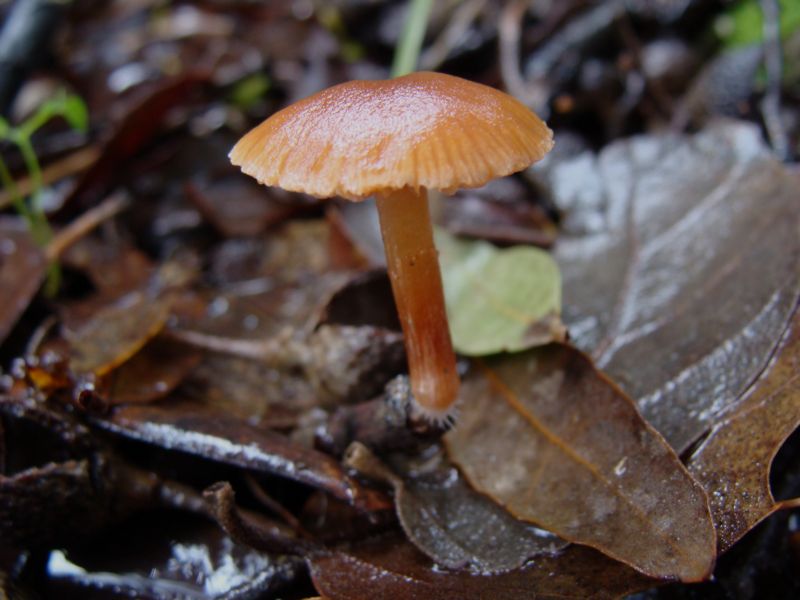 piccoli funghi......