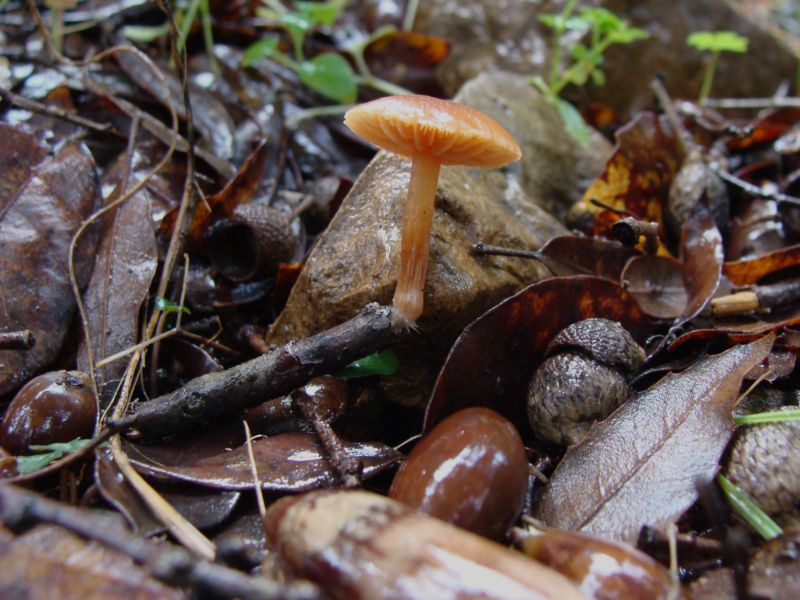 piccoli funghi......
