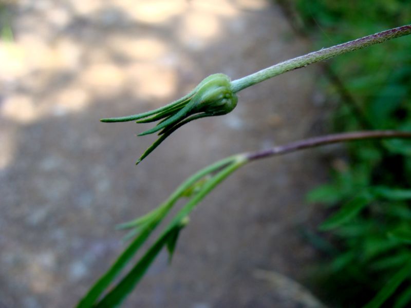 Sixalis atropurpurea
