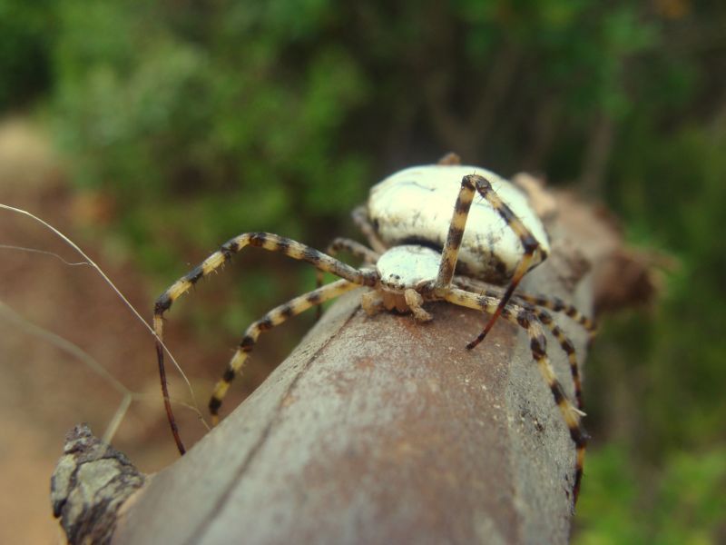 Argiope lobata