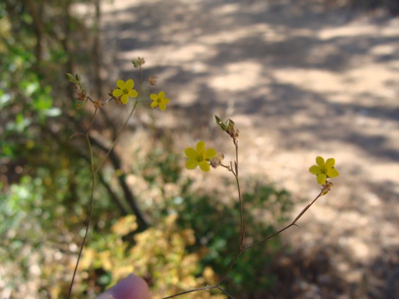Linum trigynum