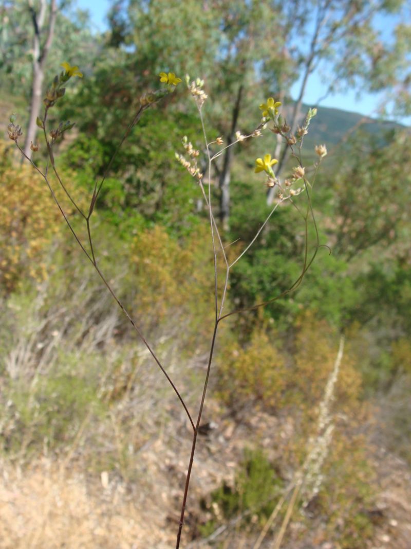 Linum trigynum