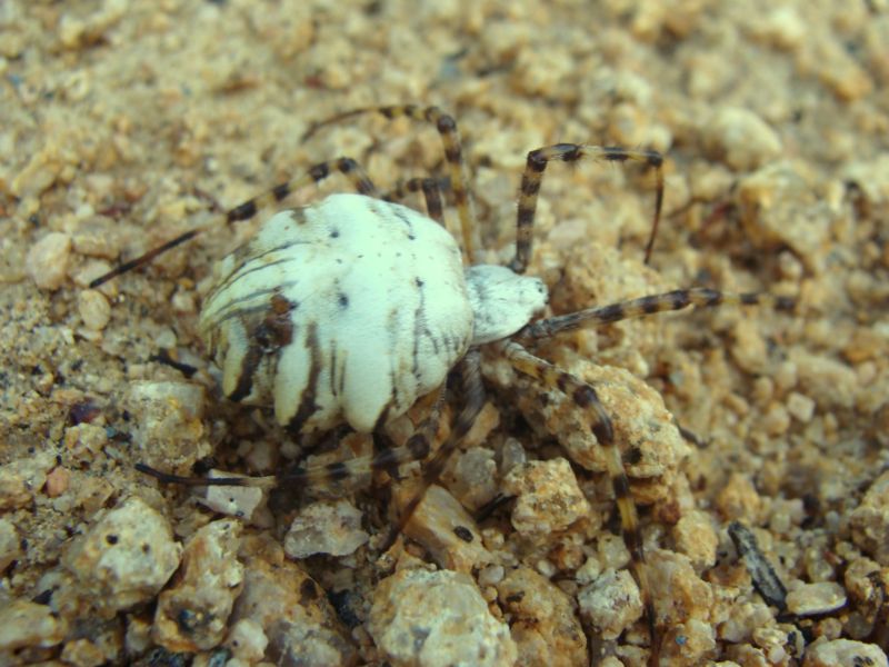 Argiope lobata